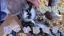 蹄心铲出钉子，铲刀坏了没有？浓烈臭鸡蛋味仿佛隔着屏幕也能闻到