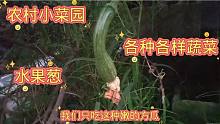 农村深秋季节，小菜园各种蔬菜，太丰富了，自己种的，吃着开心。