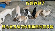 老五隔三差五给流浪狗和狗肉车的狗狗做营养餐，希望狗狗吃的开心