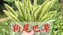 路边的狗尾巴草是宝，生活中的用途真不少，好多人还不知道哦