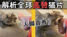 解析全球高赞猫片：国外咬人猫“啃脚”瞬间！看着好疼养猫劝退