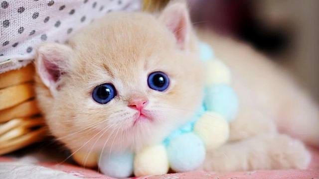 乖乖小萌猫,有一双蓝色眼睛真可爱