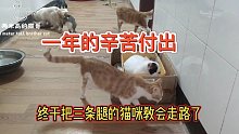 一年的辛苦付出，终于把三条腿的瘫痪猫咪教会走路了