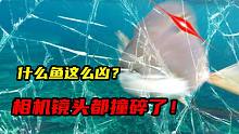 什么鱼这么凶？没吃到食物，就把相机镜头给撞碎了！