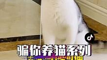 如果让你选择养猫，你会选择哪一种？#小狗吸尘器