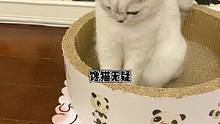果然治愈小馋猫还得靠它~~~