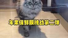 年果保鲜膜挑战第二弹，历史总是惊人的相似#抖in宝贝计划#抖音动物图鉴 #阿飞和巴弟 #猫粮
