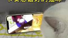 千万别晚上给你的猫咪看 因为根本停不下来