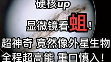 用 显 微 镜 看 蛆！无敌重口，慎入！！