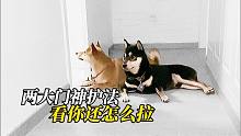 拉不出啊，两只小柴犬守门，这厕所上得也太难受了
