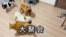 当猫咪和狗子们全部聚在一起，铲屎官就开始头疼了，场面有点混乱