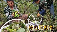 东北养蚕人，给这些大蚕搬家，全部抓进筐里，全靠肩膀扛到山脚下
