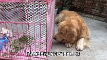 金毛和兔子亲密接触，把兔子吓跑，找兔子场面太精彩
