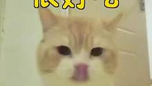 你看起来很好吃的样子#猫咪大脸照 #ebo一宝机器人 #猫 