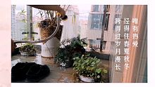 101种生活vlog.04——阳台小森林