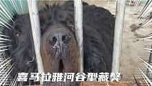 达尔文眼里的藏獒是什么样呢？难得一见的藏獒都在这里诞生