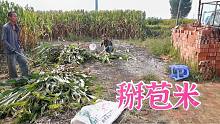 养牛夫妻秋收掰苞米，江南把镰刀砍折怕挨骂，双双却嘲笑他偷懒