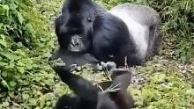 #万物皆有灵性 #奇妙的动物 银臂大猩猩，臂力最好的动物，没有想到带的孩子会这么萌！
