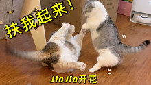 我怀疑我家两只猫商量好的，打架只是为了骗我的“劝架小零食”…