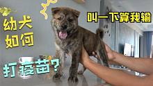 幼犬如何打疫苗？田园犬虎子亲身示范，完美配合！