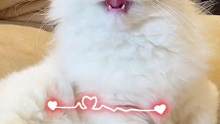 你家也有这种让你又爱又愁的小猫咪吗？！#猫 #有鱼轻舒粮