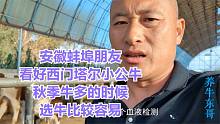 安徽蚌埠朋友看好的西门塔尔小公牛，秋季牛多的时候选牛比较容易