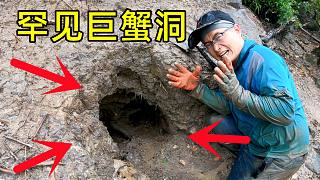 罕见巨蟹洞住着8斤大螃蟹？俩小伙花3小时挖开洞口一看，高兴坏了