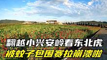 环游边境线翻越小兴安岭，东北虎没看见，被蚊子包围，赛拉崩溃啦