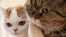 高智商猫vs低智商猫