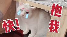 猫：委屈屈，要抱抱……这小眼神谁受得了啊