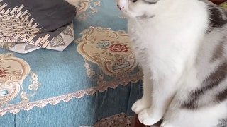 她！真！的！聽！懂！了?。。? style=