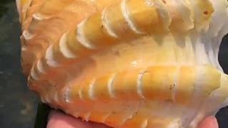 大螃蟹活力十足