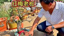 秋天最值得入手的盆景红梅，大哥一次淘了20棵，冬天开花绝对惊艳