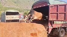 拼命拉不下车土公牛，最后电鞭触飞奔而下，这是宰肉的倒计时