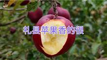 礼县原生态苹果，香的很