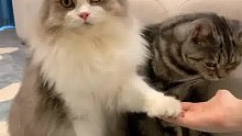 小母猫：凭什么我是张飞