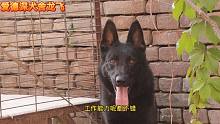 东德牧羊犬，之兄弟两个长得太像，也是容易弄错！
