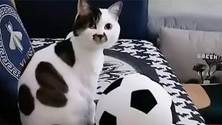 瞅瞅你买的这个足球，猫里猫气的