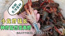 小龙虾塘放养种虾，30天长成青虾无法留种，只能干塘处理