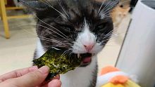 分享一只超喜欢吃紫菜的猫