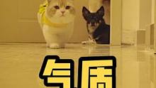 腿短怎么了，气质这块没输过#猫 #治愈 #可爱 #小可爱哈比