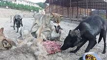 狼王如何统治狼群？小狼破坏规矩从狼王嘴里抢肉，这下场太残忍！