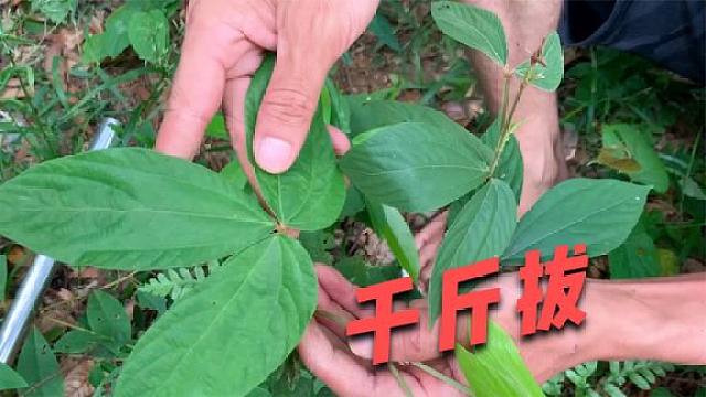 农村大山上这种"千斤拔",名气霸气而大补,吃过的人都懂