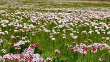 #高原的各种花，美的一塌糊涂#风景 @跟着抖音去看花......