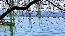 一湖碧水映蓝天，
桃红柳绿悦心目。
春风送暖西子台，
轻舟摇撸览春光。