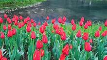 三月江南烟雨，我为你落笔，蒙蒙细雨里，嫣然了诗意。#太子湾公园 #郁金香