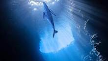 为了呈现这7秒的海底世界，竟然偶遇鲸鱼，莫名的有种窒息的感觉!#水下摄影 #视觉震撼 #万物皆有灵性