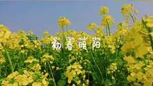 初春暖阳的春天。#春天你好 #油菜花 #春暖花开 #拥抱自然 #享受独处