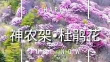 5月高山杜鹃盛开，我在神农架等你来～关注我，看更多精彩视频和直播。 @DOU+小助手