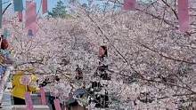鼋头渚最美樱花盛花期啦，直播间带你赏樱